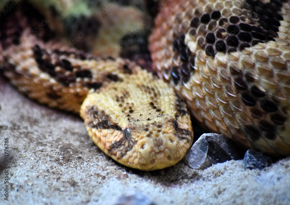 Obraz premium serpiente