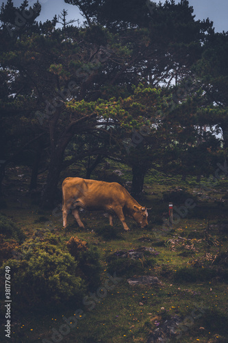 Vacas © Lidia