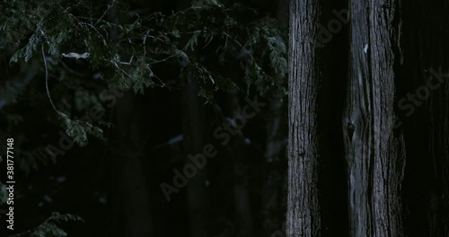 Southern flying squirrel running on tree trunk, Maine, USA photo