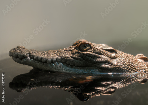 Baby Crocodile