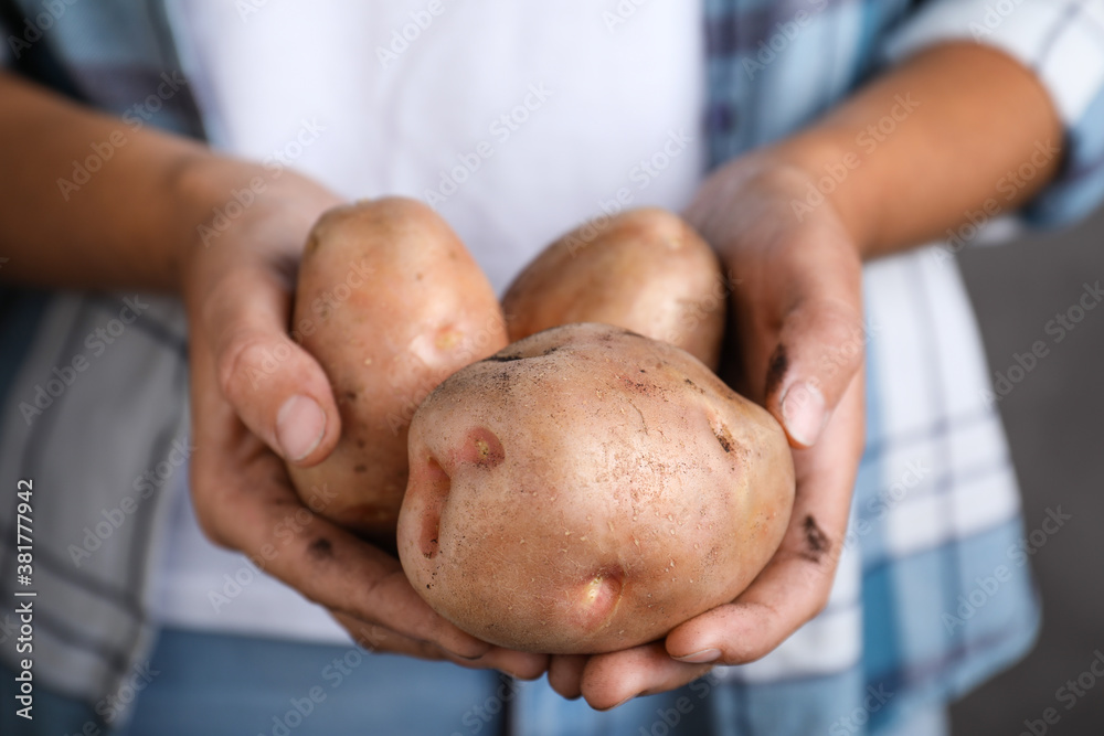 Farmer holding fresh ripe potatoes on grey background, closeup Farmer holding fresh ripe potatoes on grey background, closeup