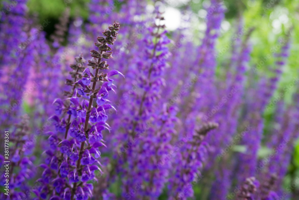 Purple flowers in the nature Purple flowers in the nature