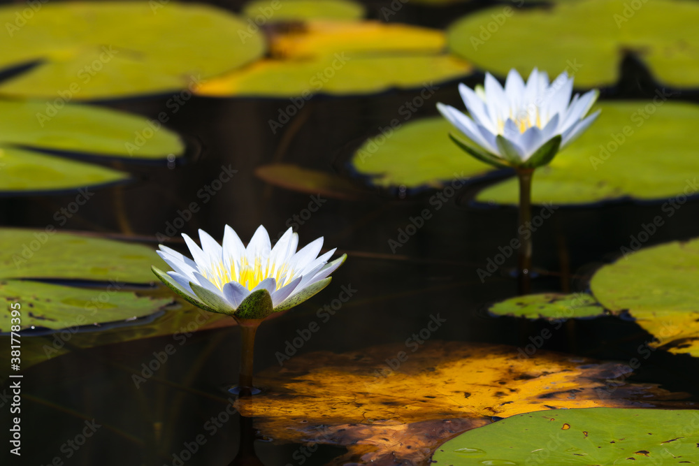 Blue Star Lotus Waterlily Flowers With Lily Pads (Nymphaea nouchali), Groot Marico, South Africa Blue Star Lotus Waterlily Flowers With Lily Pads (Nymphaea nouchali), Groot Marico, South Africa