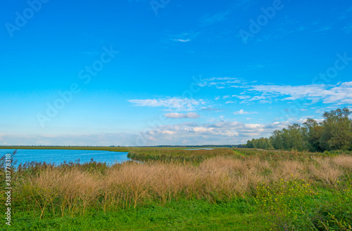 The edge of a lake in a green grassy field in sunlight under a blue cloudy sky in autumn  Almere  Flevoland  The Netherlands  September 29  2020
