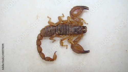 scorpion isolated.
scorpion on white background.
close up yellow scorpion.
closeup scorpion .
insects, insect, bugs, bug, animals, animal, wildlife, wild nature, forest, woods, garden, park