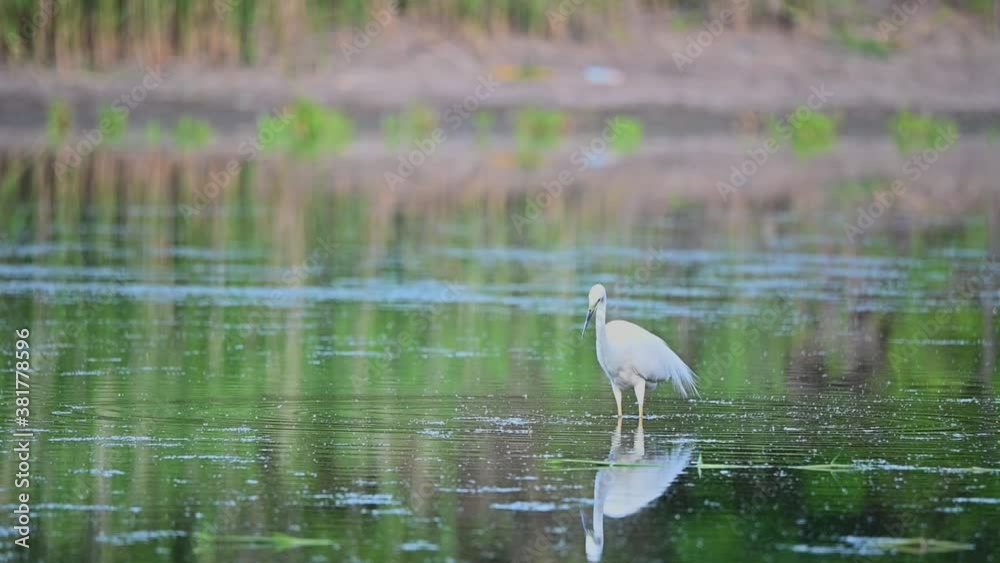 Great egret wading in the pond. Slow motion Great egret wading in the pond. Slow motion