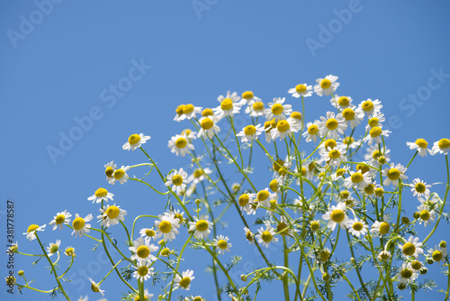 青空の下のジャーマンカモミールの花