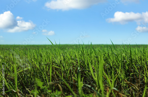 Beautiful green grass outdoors on sunny day