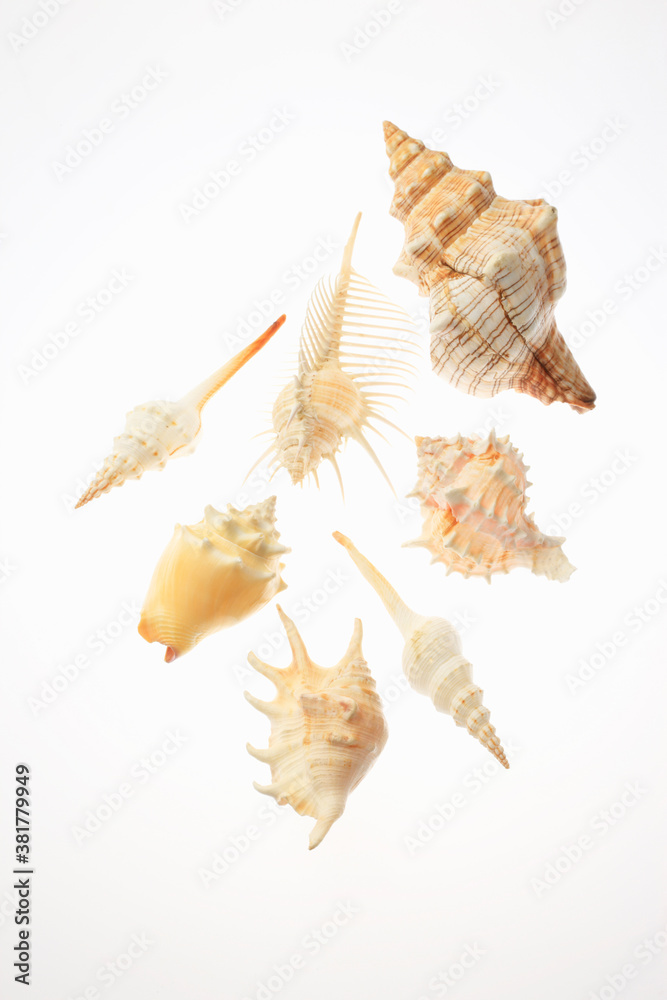Obraz premium 貝殻