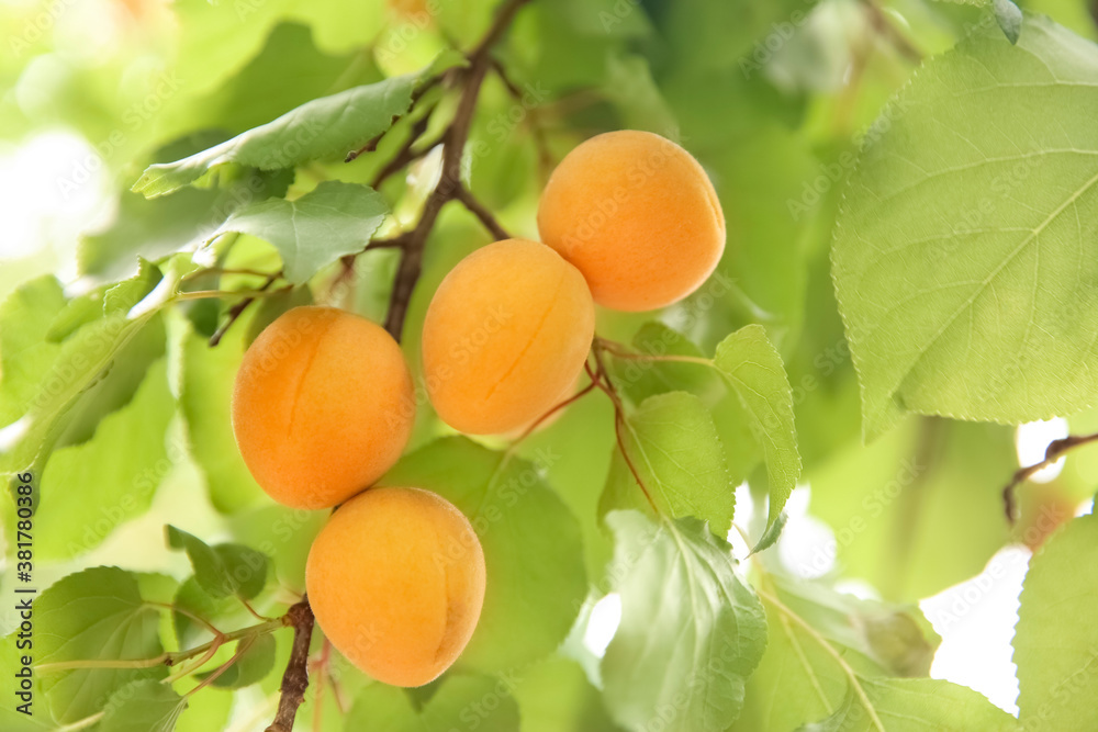 Delicious ripe apricots on tree outdoors, closeup