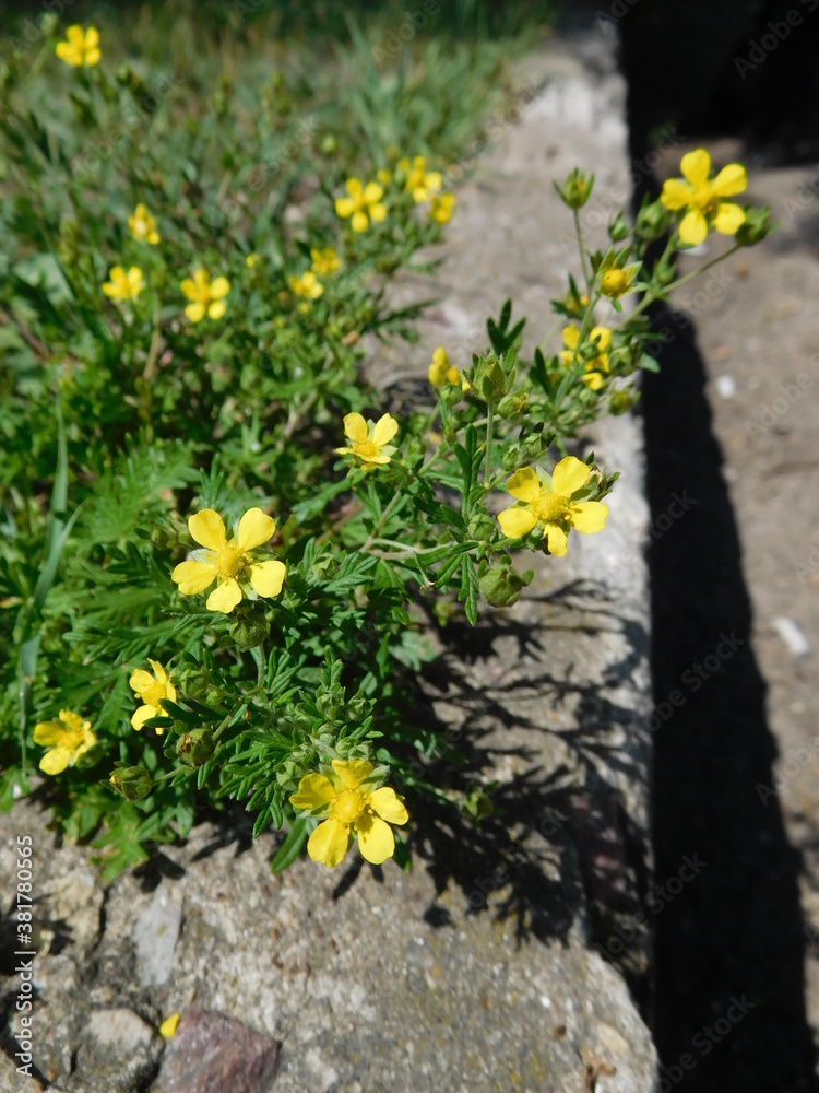 bright yellow flowers sprouting through the asphalt at the curb of the sidewalk