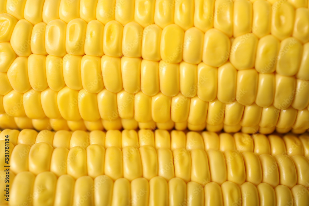 Ripe sweet corn cobs as background, closeup Ripe sweet corn cobs as background, closeup