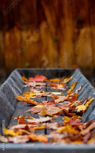 fallen leaves