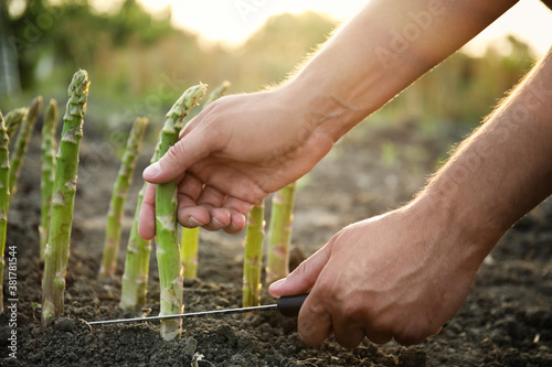 Man picking fresh asparagus in field, closeup