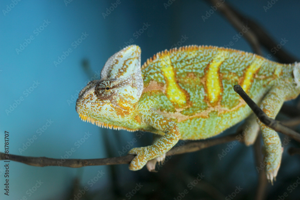 Fototapeta premium Cameleón verde sobre una rama.