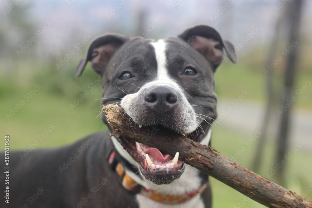 Perro pitbull jugando feliz con un palo de paseo Perro pitbull jugando feliz con un palo de paseo