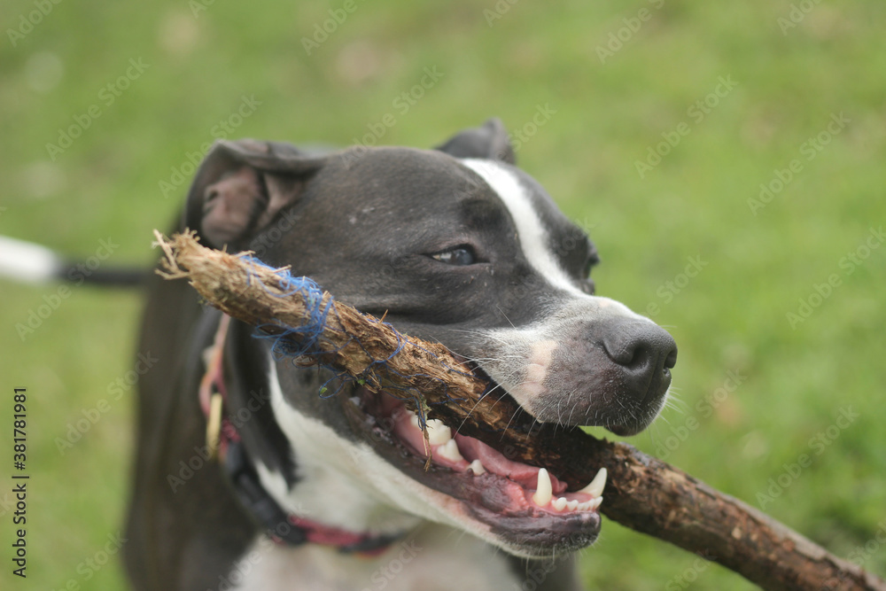 Perro jugando en el campo con palo en la boca.