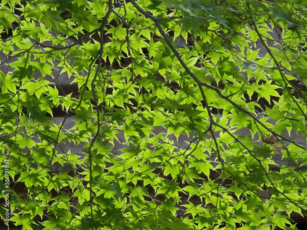 Obraz premium もみじ