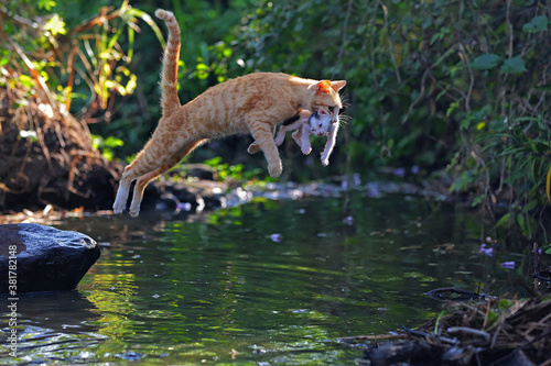 A mother cat (Felis catus) is evacuating its baby to a safer place. © I Wayan Sumatika