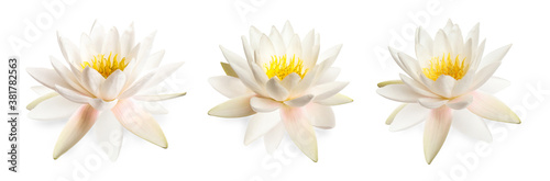 Set of beautiful lotus flowers isolated on white