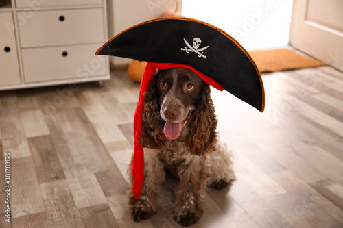 Adorable English Cocker Spaniel in pirate hat at home. Halloween costume for pet photo