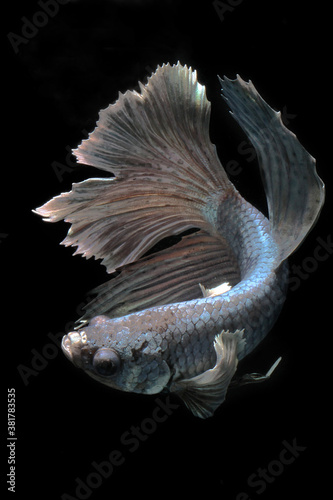 A halfmoon type of betta fish is expanding its tail fin.