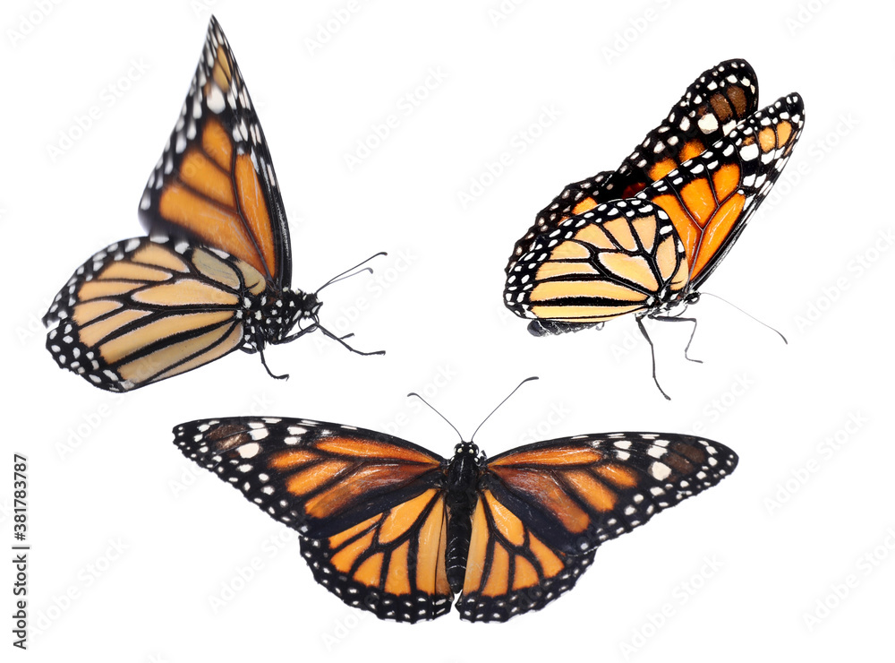 Fototapeta premium Set of beautiful monarch butterflies on white background