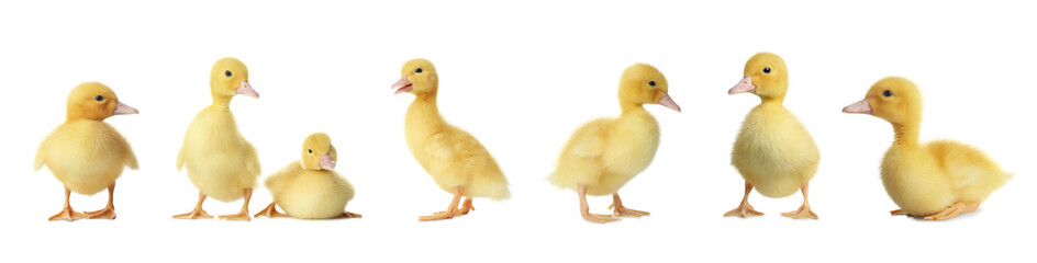 Collage with cute fluffy ducklings on white background, banner design. Farm animals