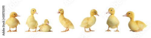Collage with cute fluffy ducklings on white background, banner design. Farm animals