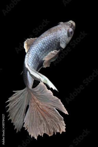 A halfmoon type of betta fish is expanding its tail fin. © I Wayan Sumatika