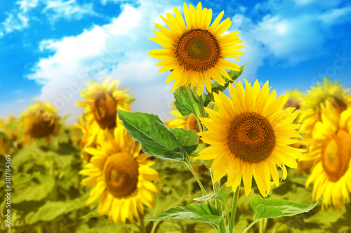 Sunflowers in field under blue sky. Colors of Ukrainian flag