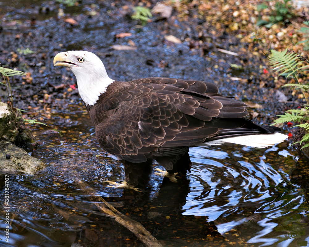 Fototapeta premium Bald Eagle stock photo. Close-up profile view in the water looking to the left, displaying feathers, in its surrounding and environment with background. Image. Portrait. Picture.