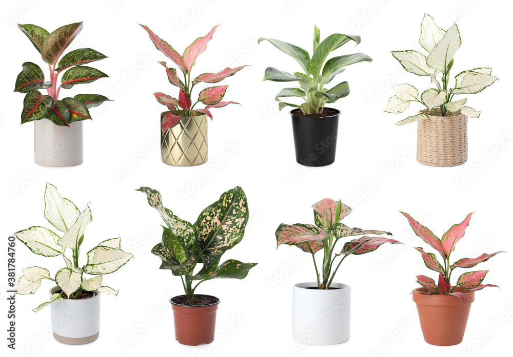 Set of Aglaonema plants for house on white background Set of Aglaonema plants for house on white background