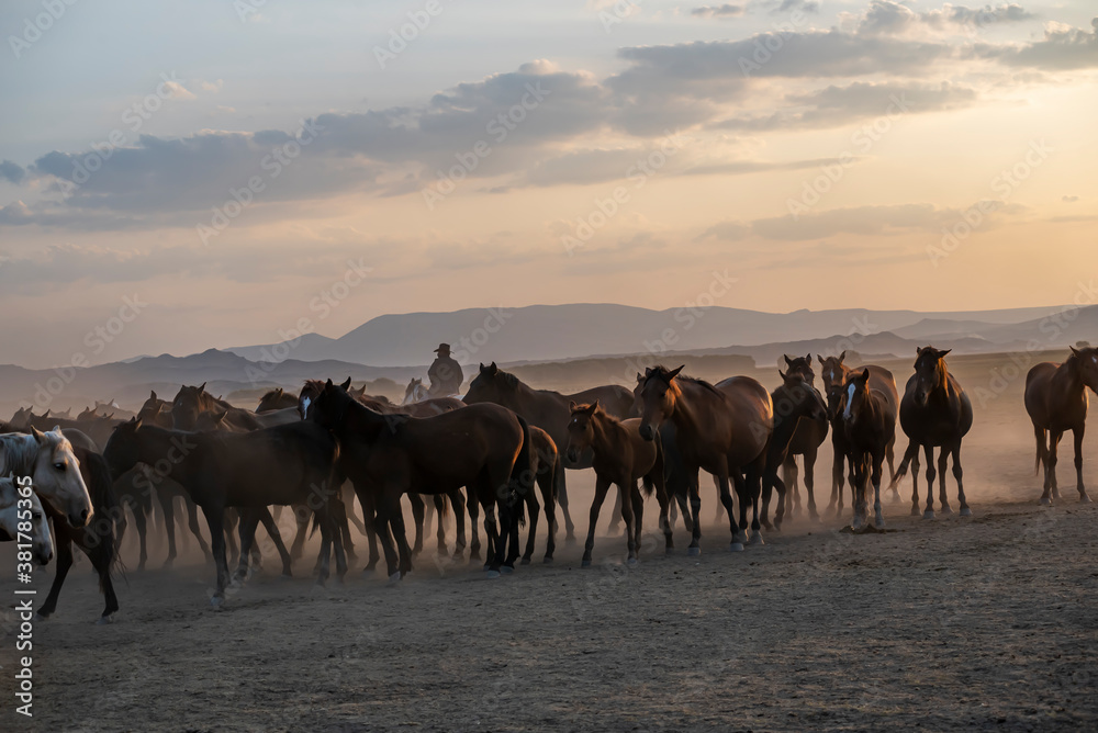 Wild horses run in foggy at sunset