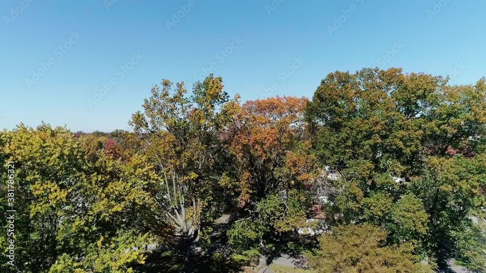 A shot of treetops blowing in the wind with vibrant colors A shot of treetops blowing in the wind with vibrant colors