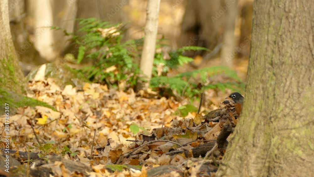 Wild American Robin In A Beautiful Fall Landscape, Songbird In Natural Forest Wild American Robin In A Beautiful Fall Landscape, Songbird In Natural Forest