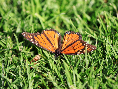 Monarch butterfly - Danaus plexippus photo