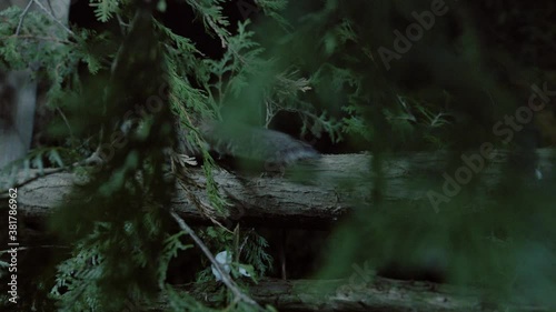 Southern flying squirrel running with nut, Maine, USA photo