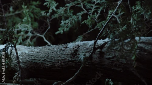 Southern flying squirrel running with nut, Maine, USA photo