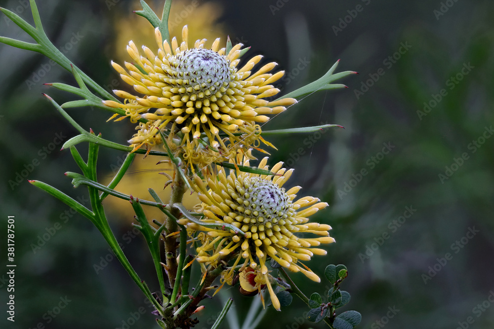 Narrow-leaf Drumsticks - Isopogon anethifolius Narrow-leaf Drumsticks - Isopogon anethifolius