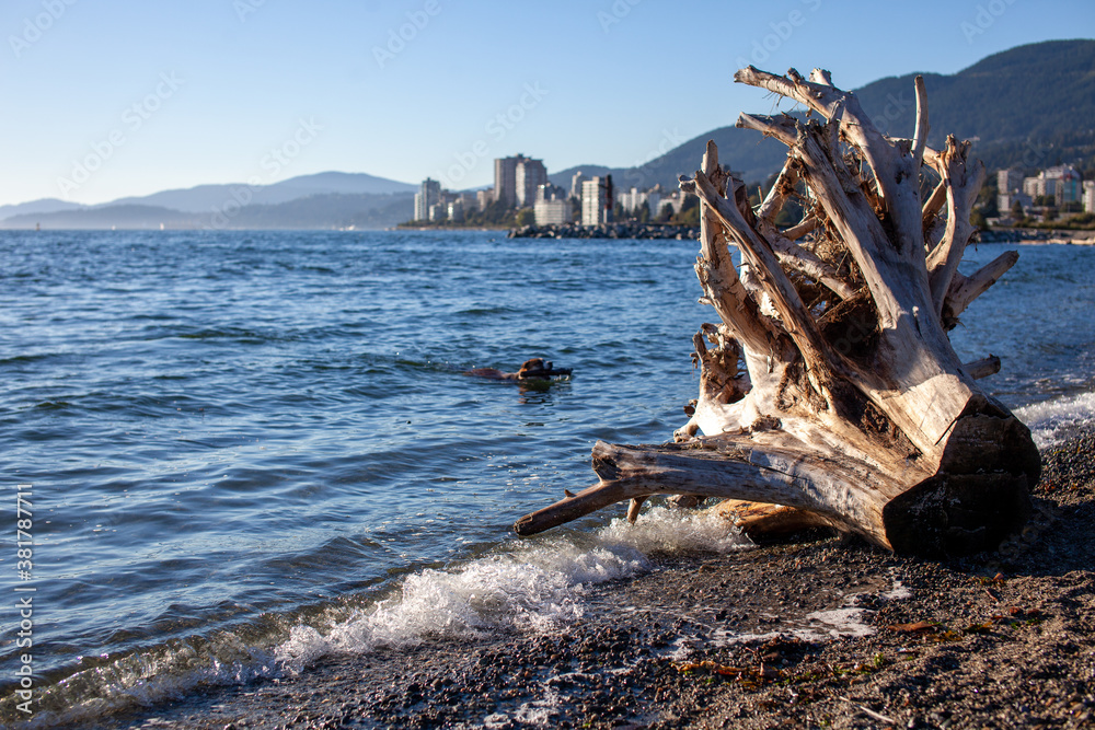 A dog plays fetch in the ocean off of Ambleside Dog Beach in West Vancouver, British-Columbia, on a sunny day
