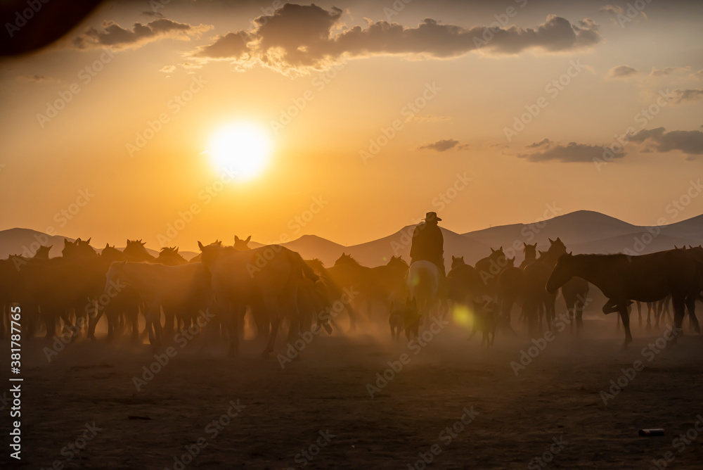 Wild horses run in foggy at sunset