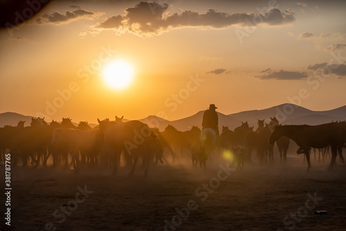 Wild horses run in foggy at sunset © attraction art