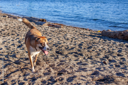 Fototapeta Naklejka Na Ścianę i Meble -  Dog playing off leash on the beach at Ambleside Dog Beach under the Lionsgate Bridge in West Vancouver, British-Columbia