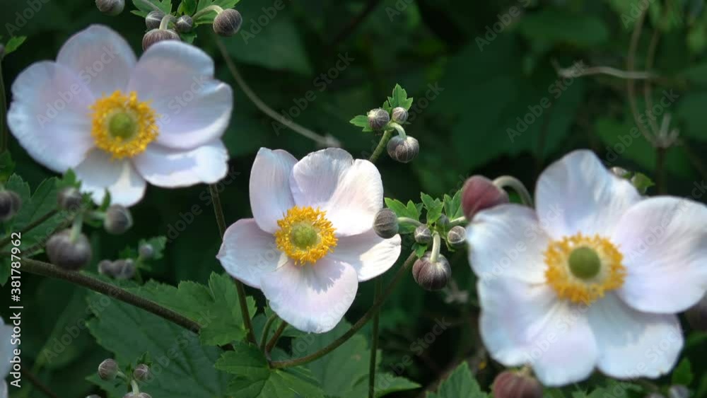 Japanese anemones (Windflowers) with bulbs Japanese anemones (Windflowers) with bulbs