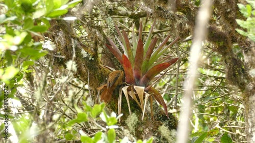 Large brown bird searching for food on a tropical plant. Buffy Tuftedcheek bird pecking a large tropical plant in a Costa Rica rainforest. photo