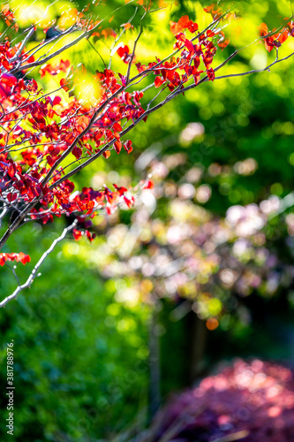 Bright red leaves in spring and bokeh background