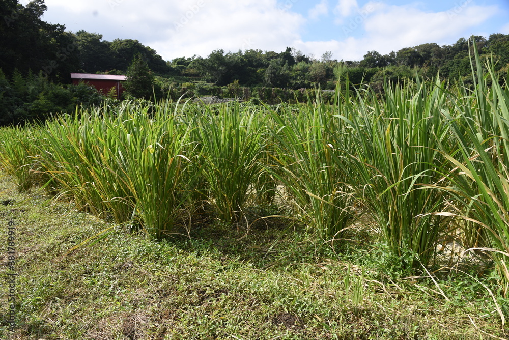 Wild rice stem cultivation / Poaceae perennial plant Wild rice stem cultivation / Poaceae perennial plant
