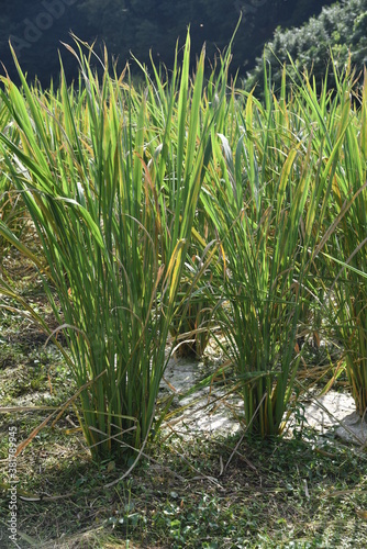 Wild rice stem cultivation /  Poaceae  perennial plant