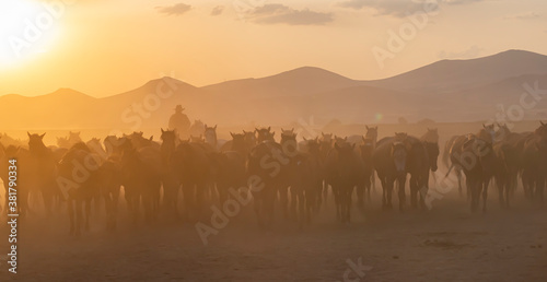 Wild horses run in foggy at sunset © attraction art